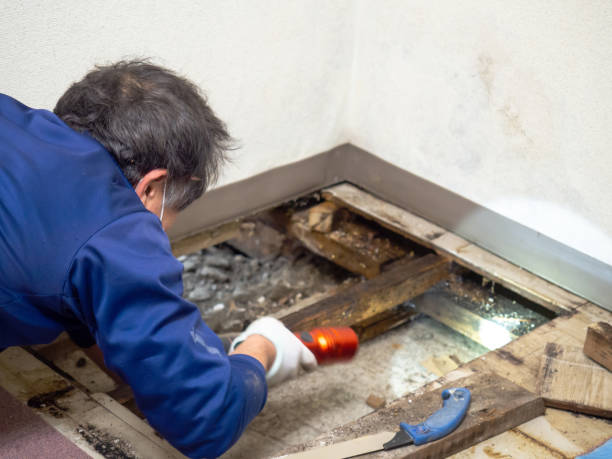 Best Mold Damage Repair  in Mercer, PA