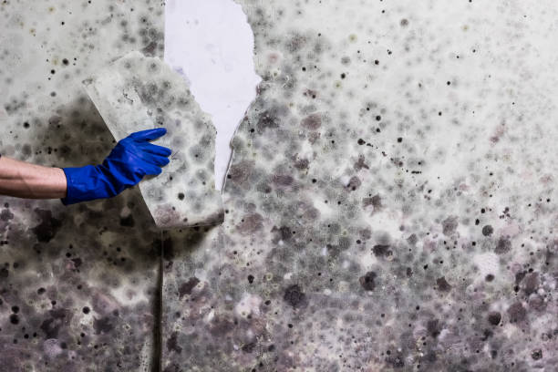 Best Affordable Mold Removal  in Mercer, PA